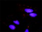 BCL2L1 Antibody (monoclonal) (M01)